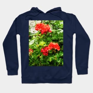 Bright Red Geraniums Hoodie